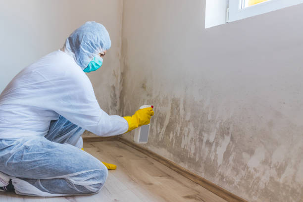 Licensed Black Mold Removal service in Richfield, MN - WQB Mold Removal